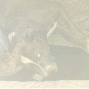 Meet your Posher, Shawn